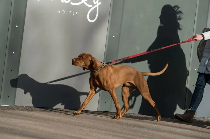 Die Crufts ist nach ihrem Gründer Charles Cruft benannt. Die erste Veranstaltung fand 1886 noch unter dem Namen „First Great Terrier Show“ statt.