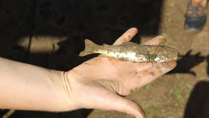 Sogar Fische waren in den Gärten der Bewohner von St. Margarethen zu finden.