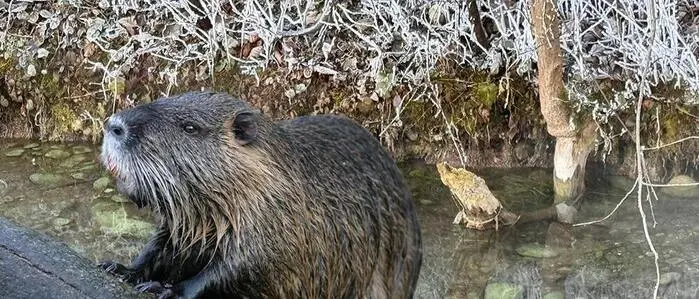 Biber sind in Villach wieder heimisch (Sujet)