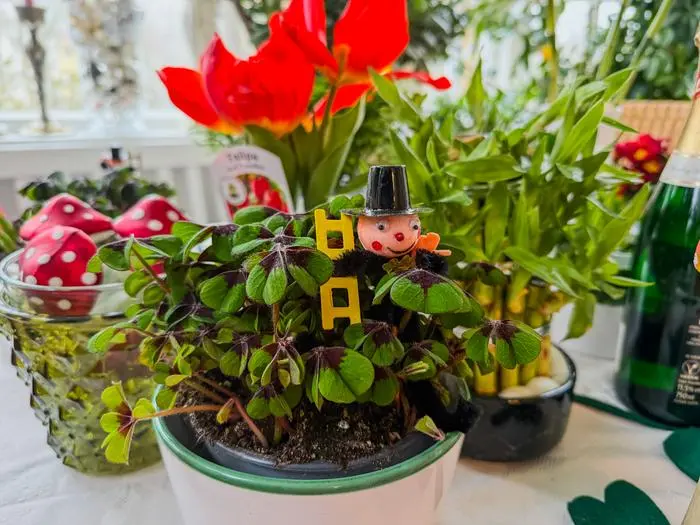 Den Glücksklee nicht wegwerfen, er ist eine tolle Gartenpflanze