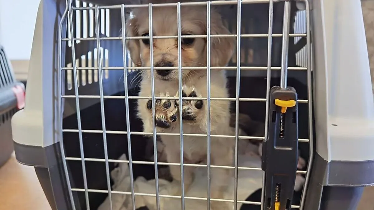 Einer der befreiten Hundewelpen