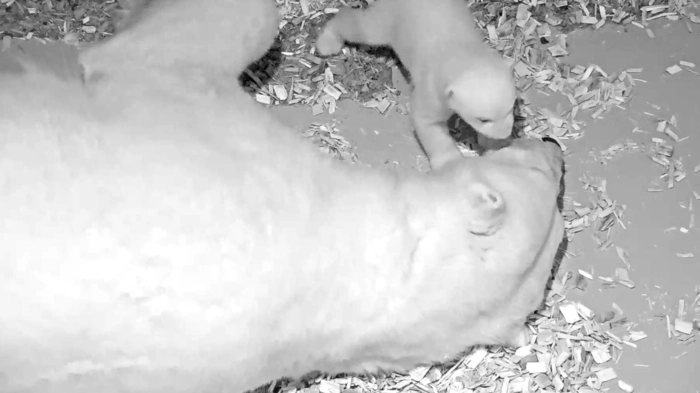 Eisbärin Tonja mit ihrem Jungtier im Tierpark Berlin. Gut acht Wochen nach der Geburt beginnt der kleine Eisbär jetzt zu krabbeln.