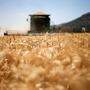 761 Millionen Tonnen Weizen wurden 2020 weltweit geerntet. 85,7 Prozent davon produzierten nur 20 Länder. Eines davon ist die Ukraine 