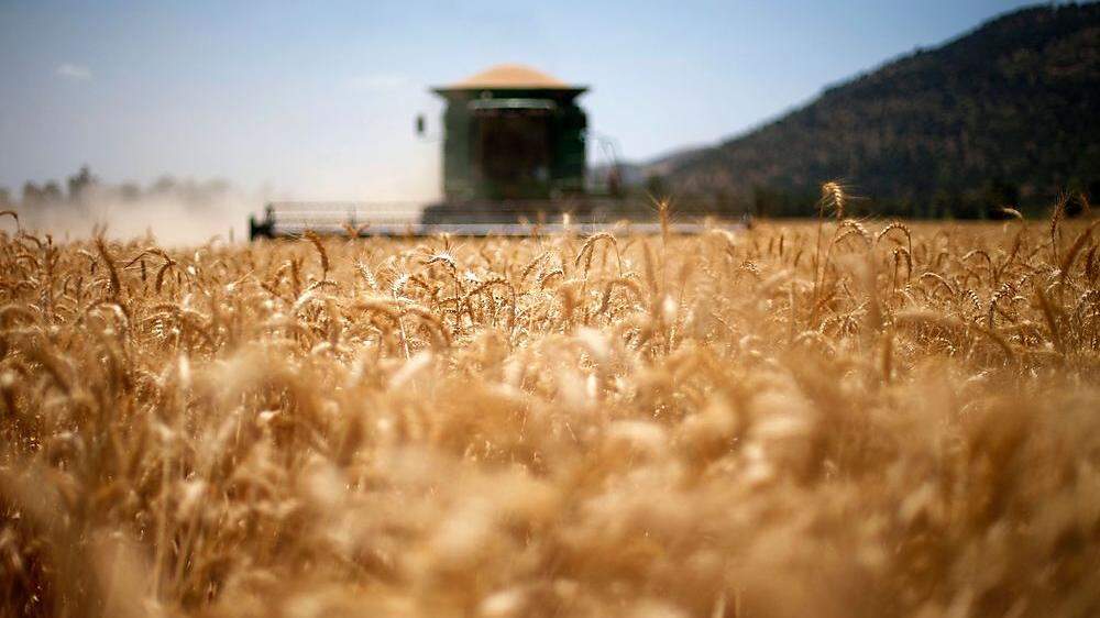 761 Millionen Tonnen Weizen wurden 2020 weltweit geerntet. 85,7 Prozent davon produzierten nur 20 Länder. Eines davon ist die Ukraine 