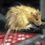 In this Feb 2025 photo provided by Colossal Biosciences a genetically edited mouse with long, thick, woolly hair at a lab in Dallas, Texas. (Colossal Biosciences via AP)