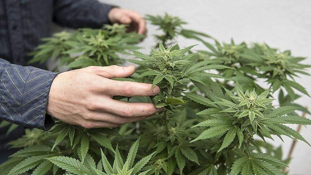 Der Beschuldigte züchtete Cannabispflanzen in einer Indoor-Anlage (Archivbild)