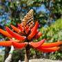 Der neue Name: Erythrina affra 