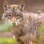 European grey Wolf (Canis lupus) peeking throug leaves vegetation in natural forest habitat looking looking for prey, eye contact