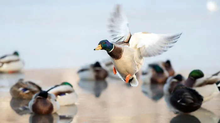 Die Entenjagd soll gestoppt werden