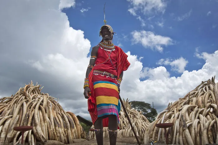 ELFENBEIN: Der erste fast Afrika-weite Elefanten-Zensus zeigt, dass statt der geschätzten 400 000 bis 600 000 Tiere nur noch gut 350 000 Afrikanische Elefanten in 18 Staaten des Kontinents leben. Grund für den dramatischen Rückgang - allein zwischen 2007 und 2014 um fast ein Drittel - ist vor allem Wilderei. Die Konferenz spricht sich nach hitziger Diskussion für ein striktes Handelsverbot für Elfenbein auch auf Binnenmärkten aus.
