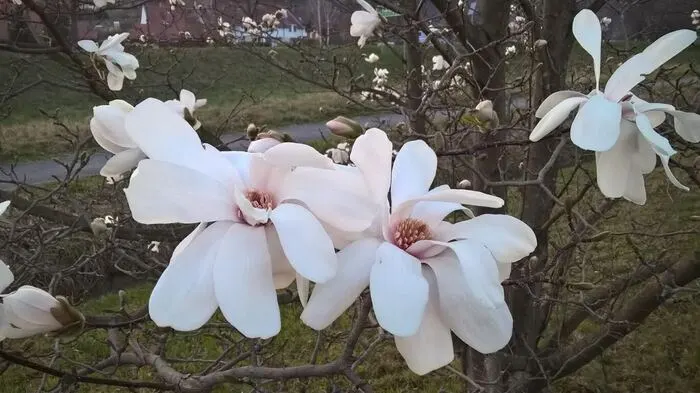 Stern-Magnolienblüten sind jedes Jahr aufs Neue traumhaft anzusehen. Diese Blütenpracht hat Johanna Huber fotografisch eingefangen.