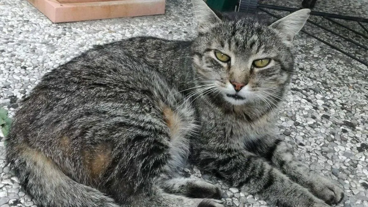 Ein Bild aus guten Tagen: der Familienkater Laszlo