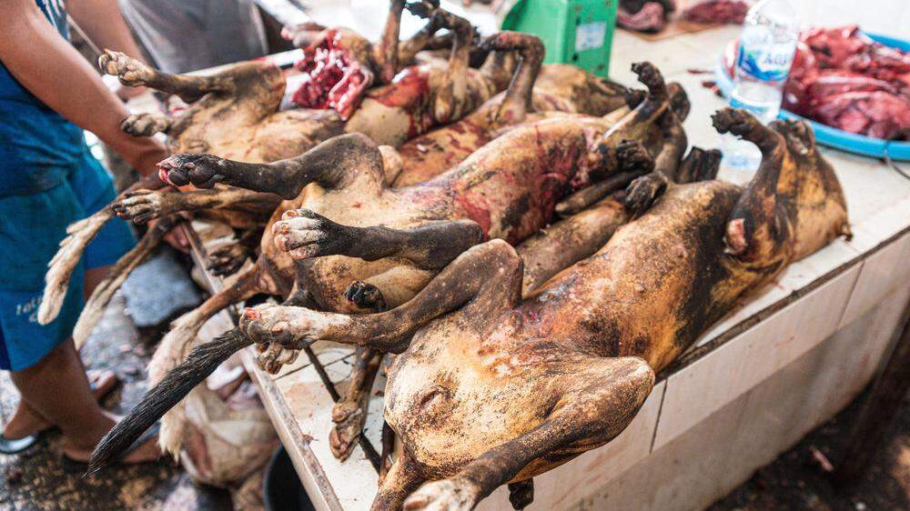 Etwa drei Millionen Hunde werden in Kambodscha jährlich für den Verzehr geschlachtet.
