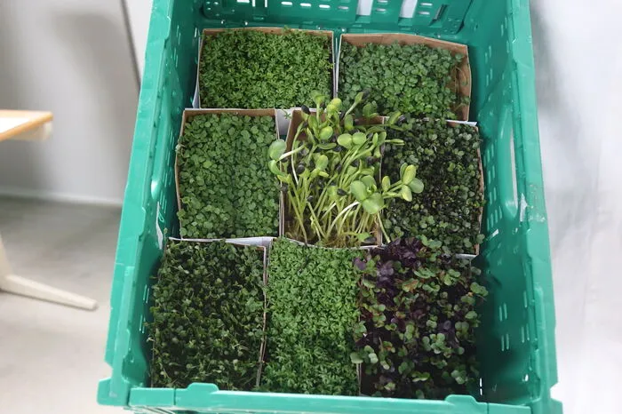 Ein großer Kunde ist auch Rewe. Sogar zahlreiche Reformhäuser in Österreich werden mit dem "Superfood" beliefert.