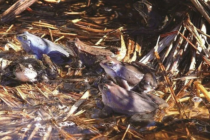 Der Balkanfrosch zählt zu den Verlierern des Klimawandels, weil er seine Eier in Ufernähe ablegt. Das Wasser trocknet jedoch immer wieder aus.