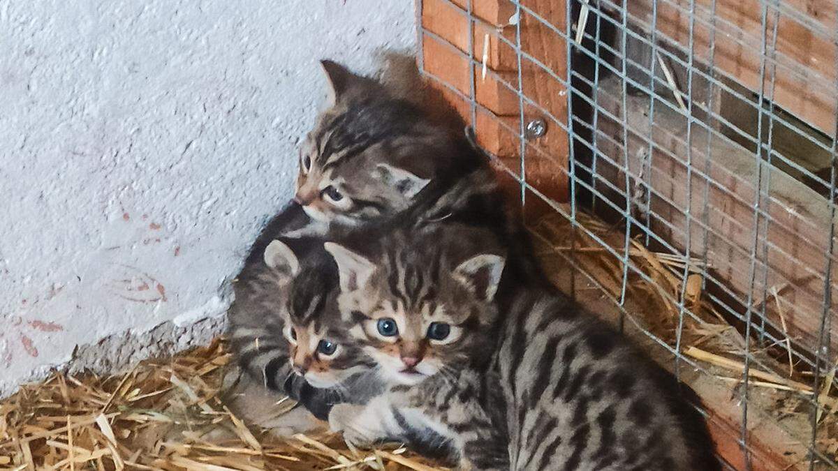 Knapp sechs Wochen alt sind die Wildkatzen-Drilling am Wilden Berg in Mautern