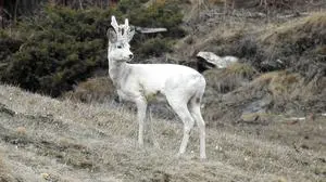 Eine Attraktion beim "Lucknerhaus"