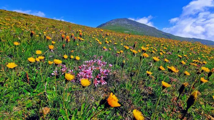 Üppig wachsen die Blumen: Dieses Foto hat Herbert Tanner aus Fohnsdorf bei einer Gipfeltour auf den Greim in den Wölzer Tauern geschossen.