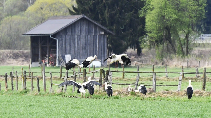 Zwischen 15 und 20 Störche landeten Dienstagabend am Feld von Schneidermeister Fritz Egger in Beinten bei Ferndorf an der Gemeindegrenze zu Spittal.