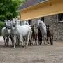 Die Lipizzaner in Piber