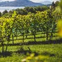 Der Herbst zieht in das Land