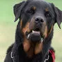 Sujetbild: Rottweiler