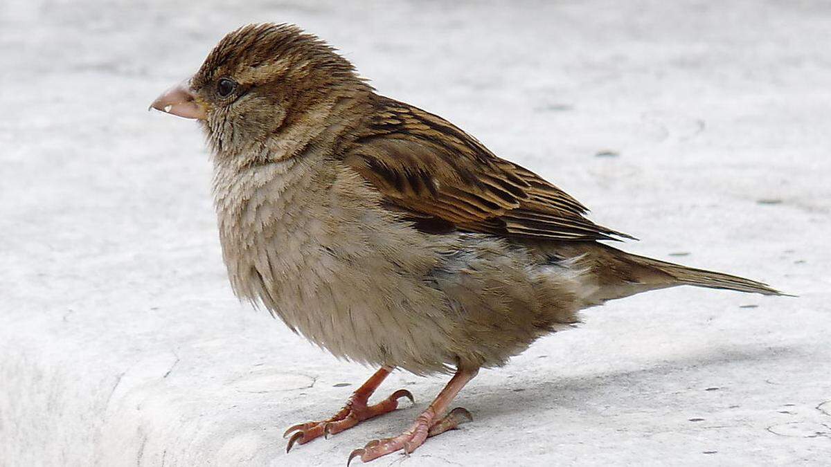 Der Haussperling &quot;gewann&quot; heuer die Vogelzählung