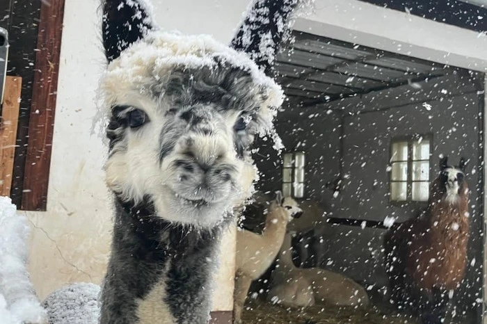 Louis sieht auch mit Schnee-Ohren spitze aus.