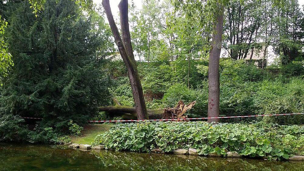 Der gefallene Riese im Stadtpark war eine 140 Jahre alte Eiche. Jetzt nimmt die Stadt eine ganze Baumgruppe unter die Lupe