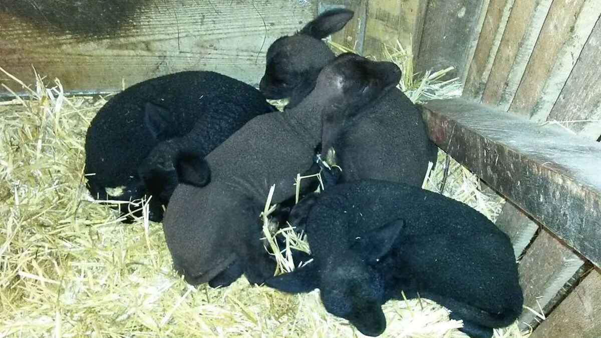 Die Vierlinge kamen am Palmsamstag zur Welt