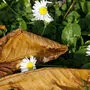 Frühling trifft auf Herbst – so das derzeit vorherrschende Bild in ganz Kärnten