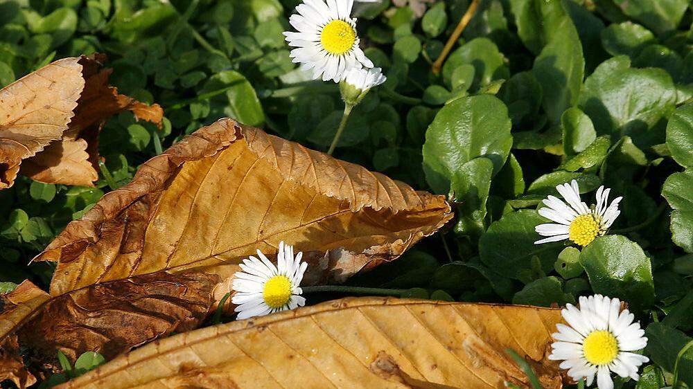 Frühling trifft auf Herbst – so das derzeit vorherrschende Bild in ganz Kärnten