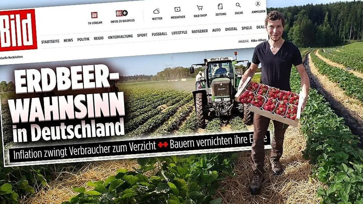 Links: Die "Bild" ruft den Erdbeer-Wahnsinn aus Großes Bild: Bei Josef Singer in Hartl startet die Hochsaison
