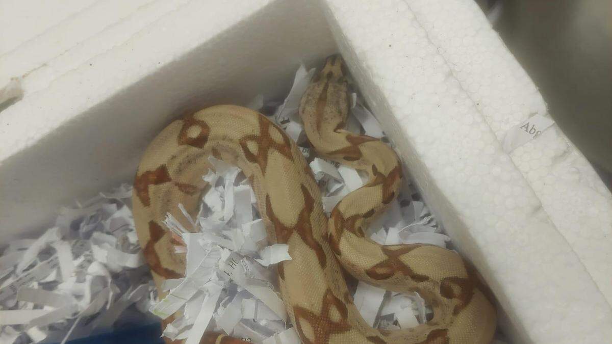 Statt Glasfiguren entdeckte ein DHL-Mitarbeiter eine Schlange im Paket