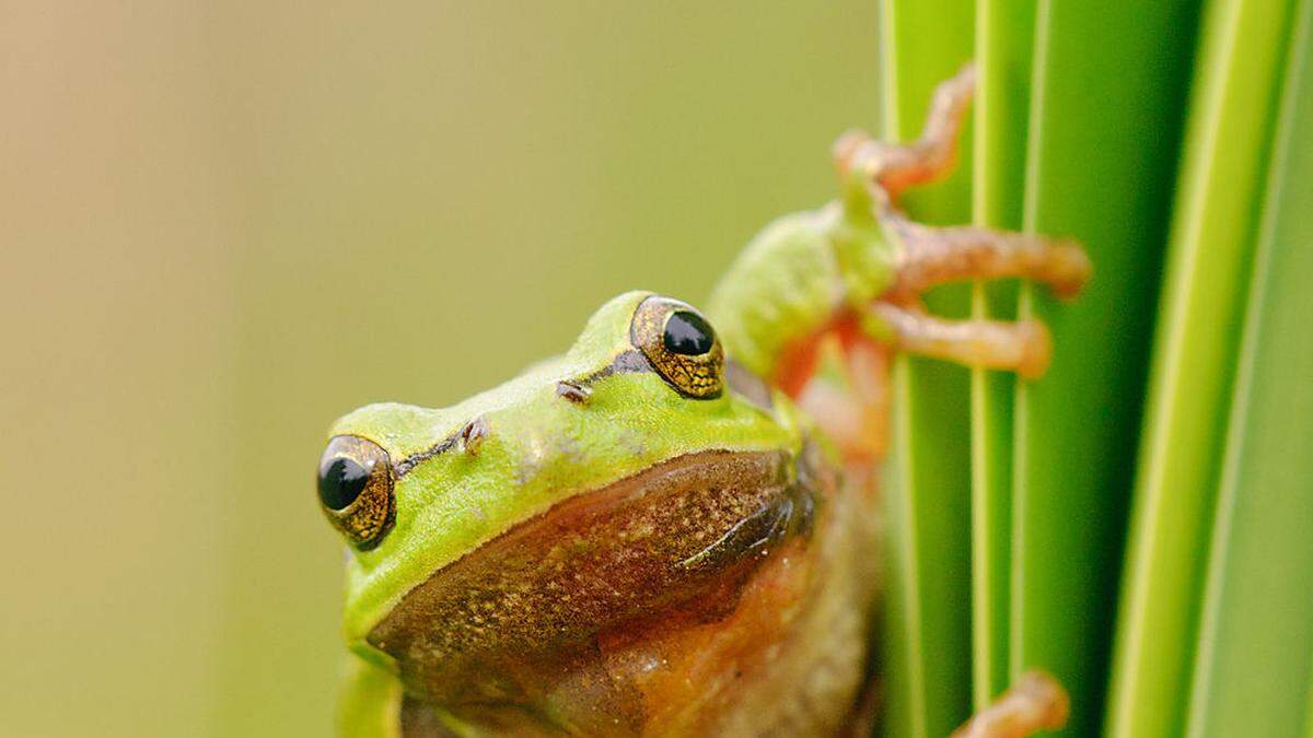 Und, was sagt der Wetterfrosch?