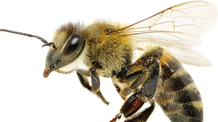 Bienenstich mit Folgen