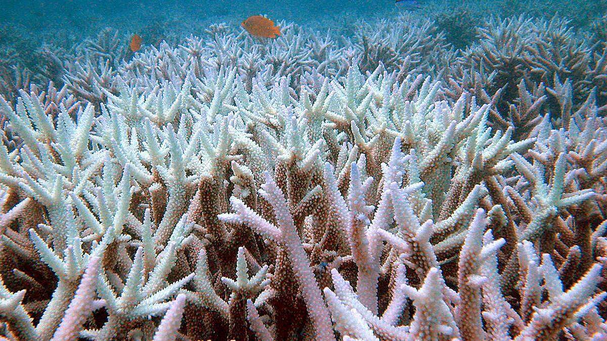 Sichtbares Zeichen des Korallensterbens ist das „Ausbleichen&quot; (coral bleaching), was häufig durch das Abstoßen der symbiontischen Algen aus dem Korallengewebe verursacht wird