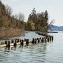 Der Schutzzaun befindet sich am Nordufer in Techelsberg