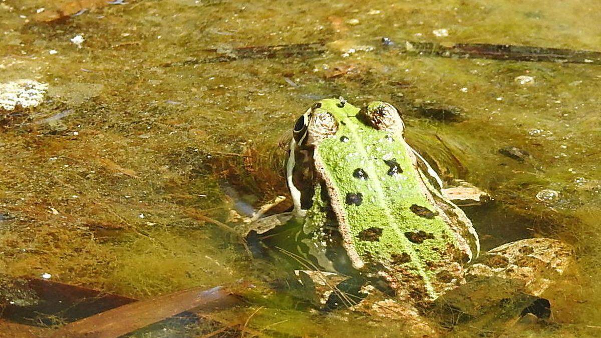 Der Wetterfrosch taucht wieder auf: Der Regen verzieht sich, die Sonne kommt 