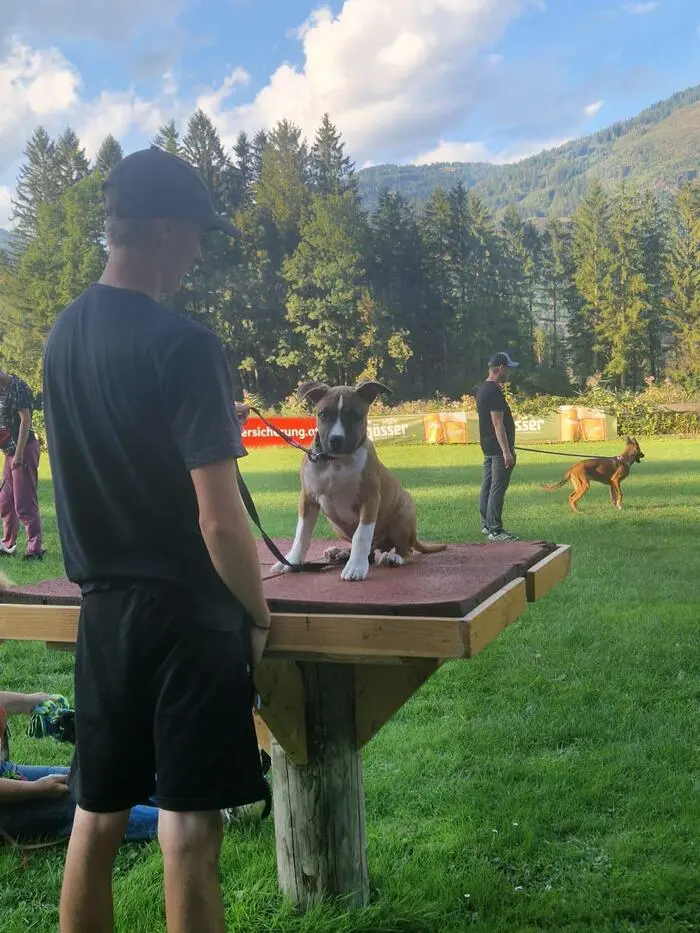 Den Hunden werden Grundkommandos und vieles mehr beigebracht