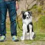 Hund an Leine