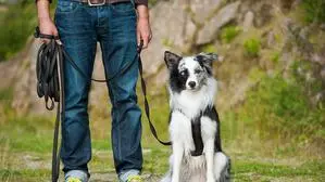 Hund an Leine