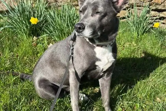 Peggy-Sue aus Hartberg