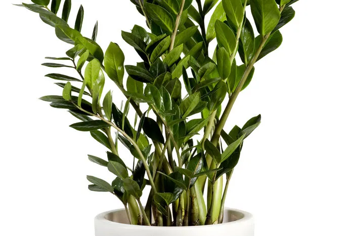 Zamioculcas.Das Aronstabgewächs ist leicht giftig. Die verdickten Blattstiele führen dazu, dass die Pflanze nur sehr wenig Wasser braucht, weil sie es gut speichern kann.