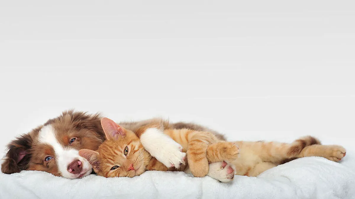 Infiziert sich ein Haustier, sind die Symptome meist mild