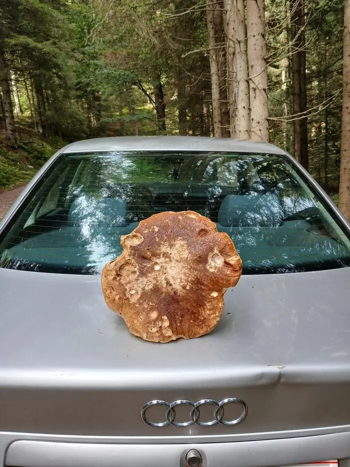 Der riesige Steinpilz von Martin Hebenstreit