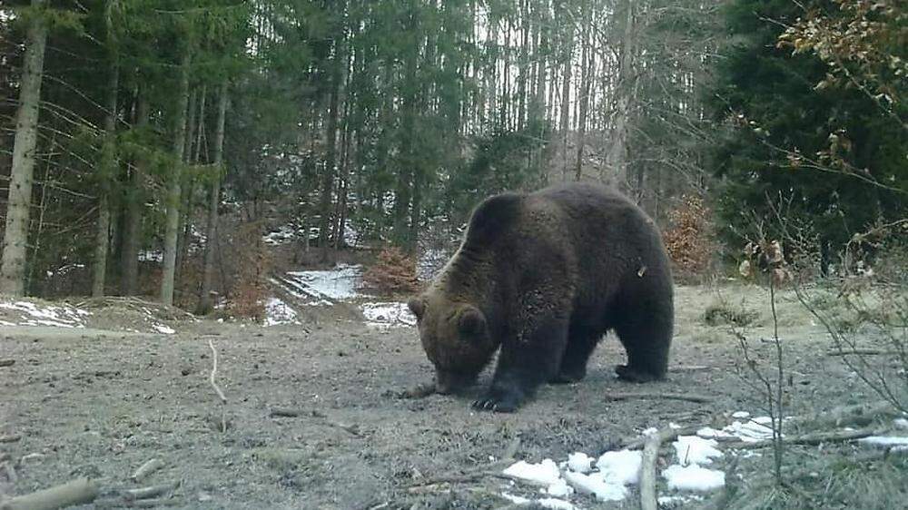 Nur ein Fake: Diesen Bären hat Franz Josef Srmtnik tatsächlich nicht in seinem Revier in Trögern gesichtet. 