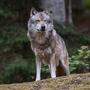 In Rennweg, Trebesing,  Sachsenburg und Hermagor sind aktuell Wölfe zum Abschuss freigegeben