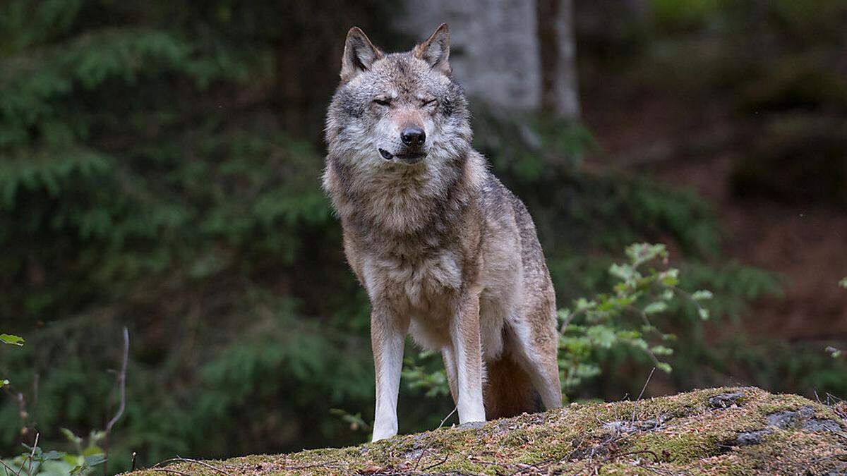 In Rennweg, Trebesing,  Sachsenburg und Hermagor sind aktuell Wölfe zum Abschuss freigegeben