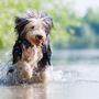 Das Planschen im Wasser bereitet vielen Hunden Freude